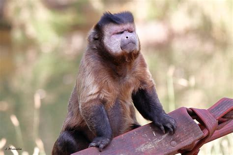 chango capuchino